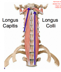 Longus colli and longus capitis. Implicated in Upper Crossed Syndrome and Chronic Pain. Strengthen Cervical Flexors to Reduce Pain the neck, upper and lower back