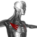 improve posture opening chest