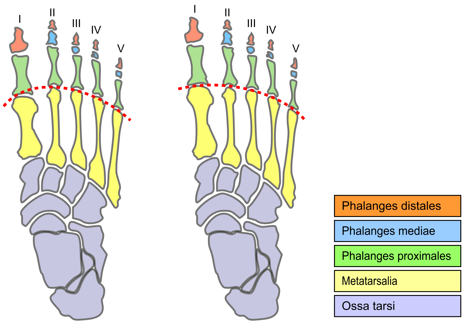 Foot pain? Intrinsic muscles trigger points? Try West Suburban Pain Relief!