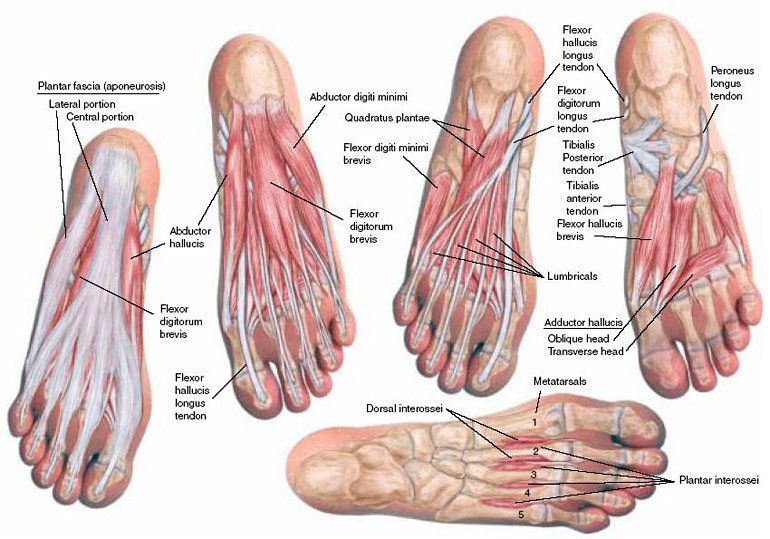 muscles on bottom of foot