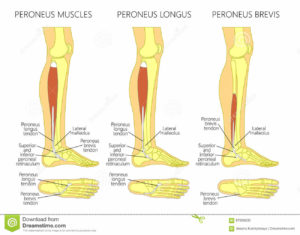 heel and ankle pain fibularis peroneal