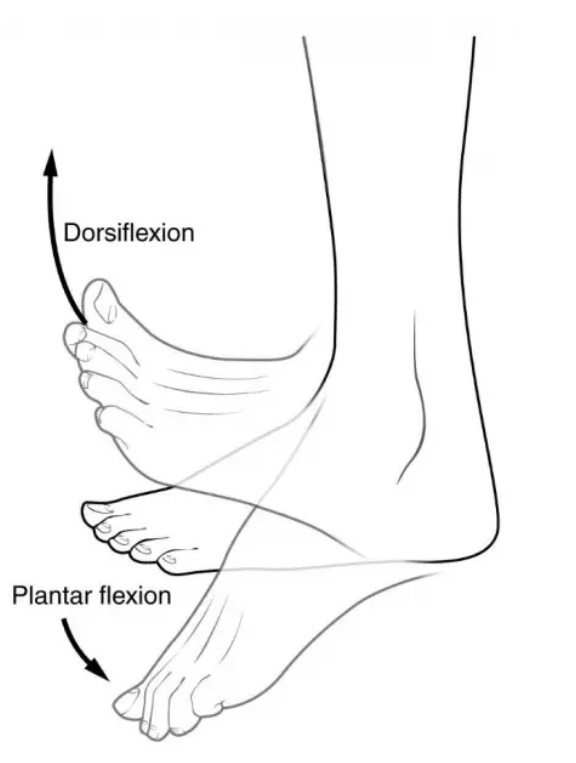 Heel and Ankle Pain The Fibularis Muscles West Suburban Pain Relief