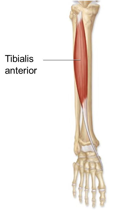 Big Toe and Ankle Pain - Tibialis Anterior - West Suburban Pain Relief