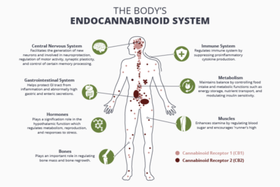 cbd products reduce pain endocannabinoids