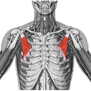 Tight Pectoralis minor muscles round the shoulders and prevent Opening the chest. Implicated in Upper Crossed Syndrome and Chronic Pain.