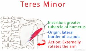 Teres Minor Muscle - Back of Shoulder Pain (2022)