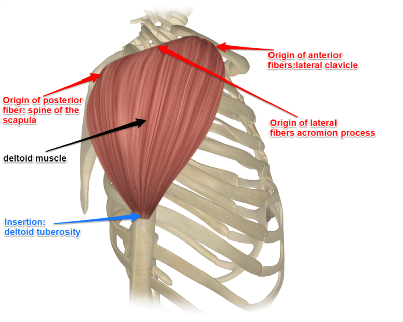 Lesiones Del Musculo Deltoide