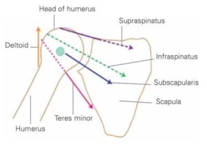 Teres Minor Muscle - Back of Shoulder Pain - West Suburban Pain Relief