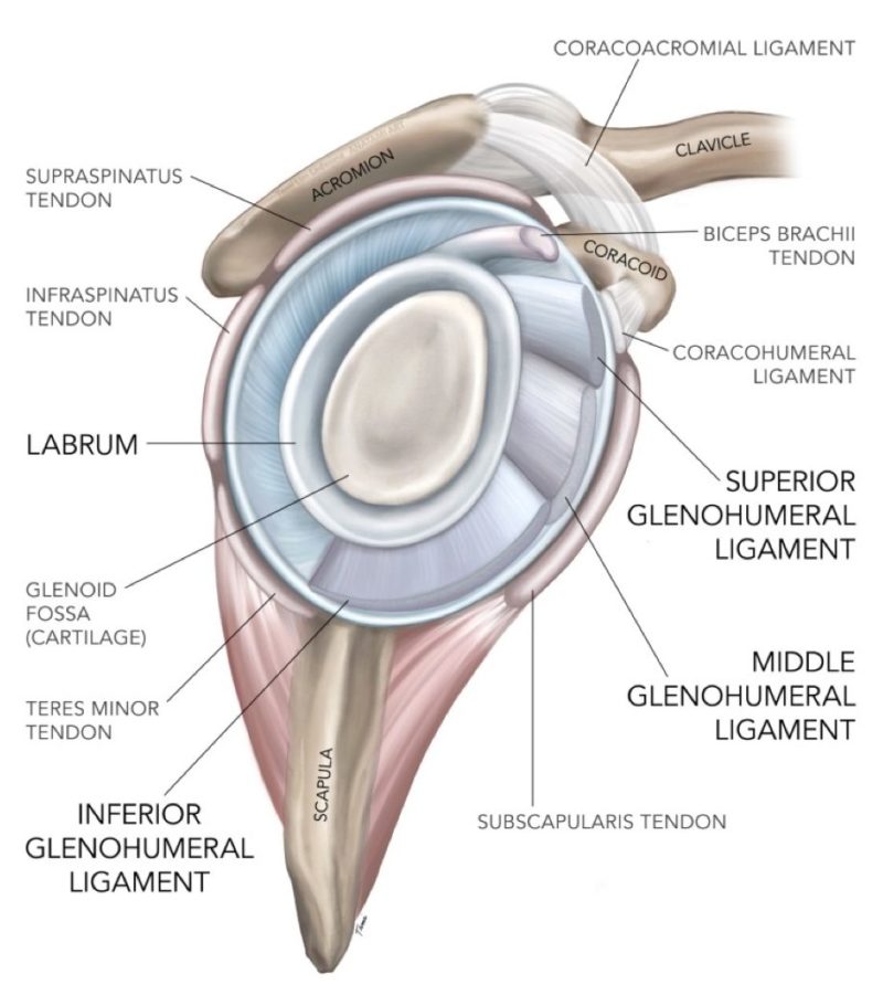 Supraspinatus Muscle - Arm Raising Pain - West Suburban Pain Relief