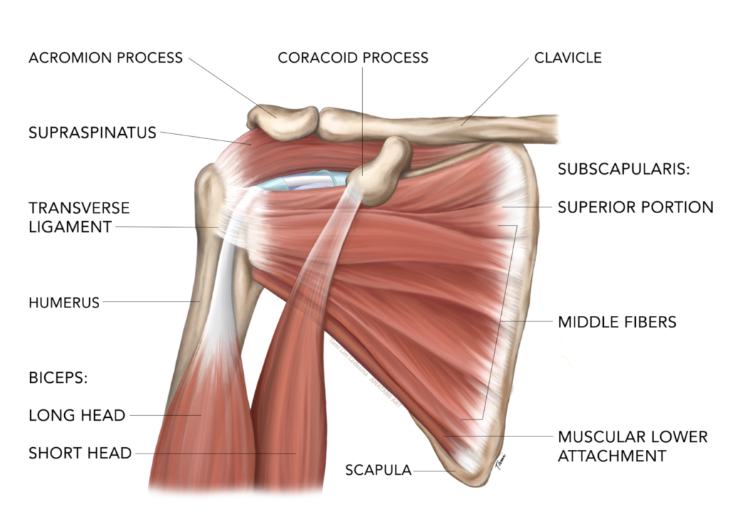 Subscapularis - Front of Shoulder Pain - West Suburban Pain Relief