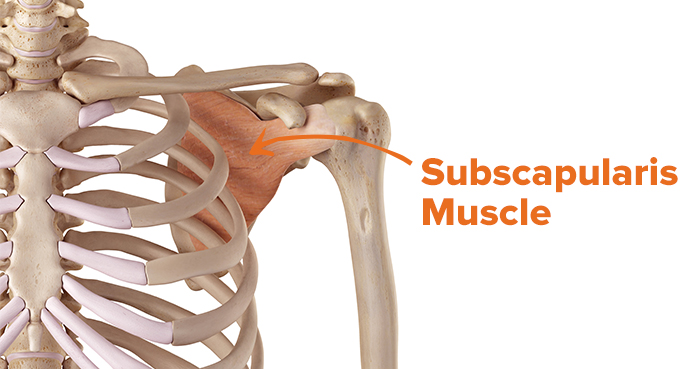 Subscapularis - Front of Shoulder Pain - West Suburban Pain Relief