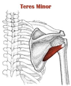 Teres Minor Muscle - Back of Shoulder Pain - West Suburban Pain Relief