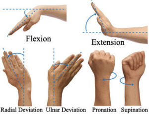 Supinator - Forearm and Thumb Pain - West Suburban Pain Relief