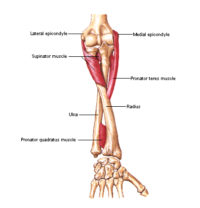 Supination/pronation of the forearm and hand occurs at which of