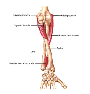 Supinator - Forearm and Thumb Pain - West Suburban Pain Relief