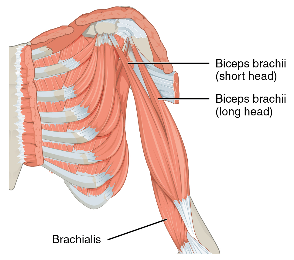 Biceps Brachii - Upper Arm/Shoulder Pain - West Suburban Pain Relief