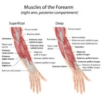 Wrist Extensors - Hand And Forearm Pain - West Suburban Pain Relief