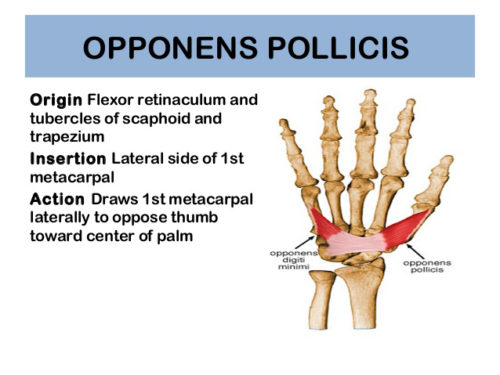 Adductor/Oppenens Pollicis - Thumb Pain - West Suburban Pain Relief