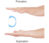 4 Clear Supination Vs Pronation Arm & Hand Differences