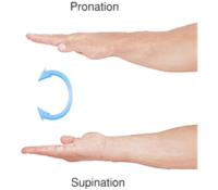 Supination/pronation of the forearm and hand occurs at which of