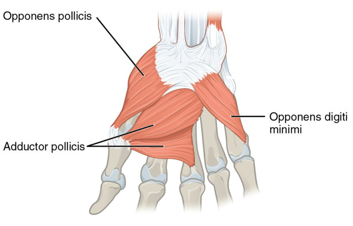 Adductor/Oppenens Pollicis - Thumb Pain - West Suburban Pain Relief