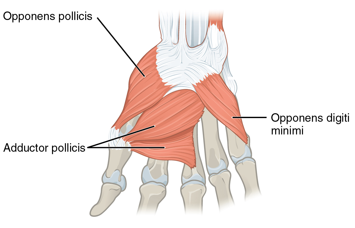 Abductor Pollicis Brevis Muscle Anatomy Of Hand The C - vrogue.co