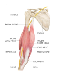 Triceps Brachii - Upper Arm/Elbow/Hand Pain - West Suburban Pain
